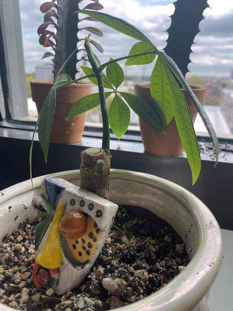 Pinch Growing Tips