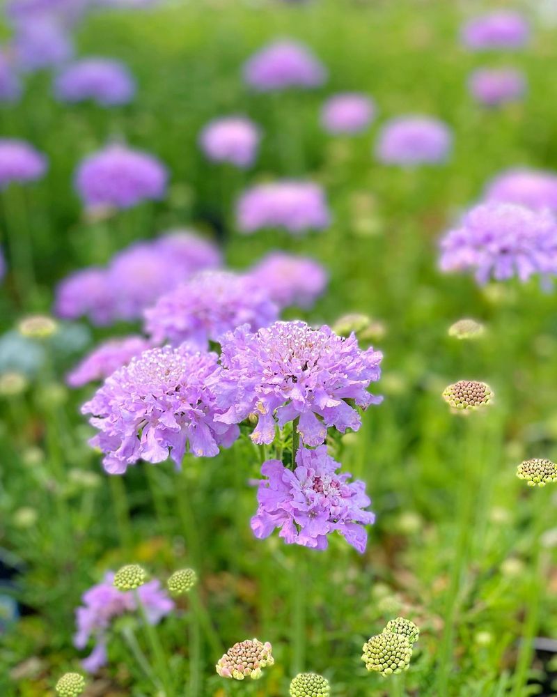 Snip Back Scabiosa for Continuous Pincushion Blooms
