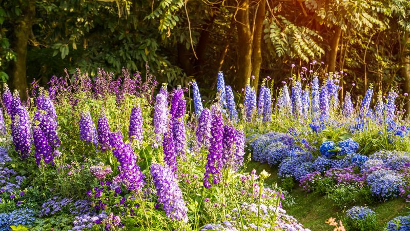 Delphinium Spires Return For An Autumn Surprise
