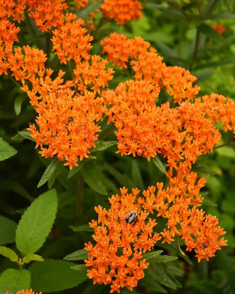 Butterfly Weed (Asclepias tuberosa)