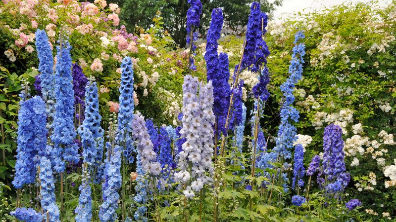 Cut Back Delphiniums for a Surprise Autumn Display
