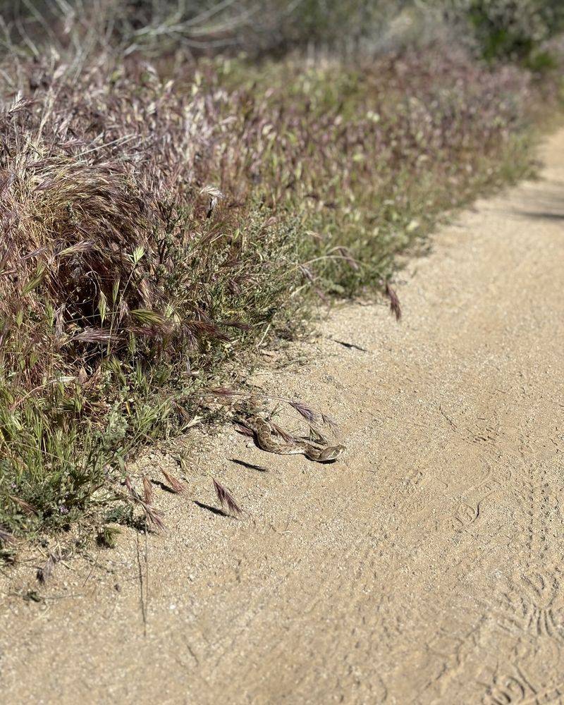 Mysterious Narrow Trails