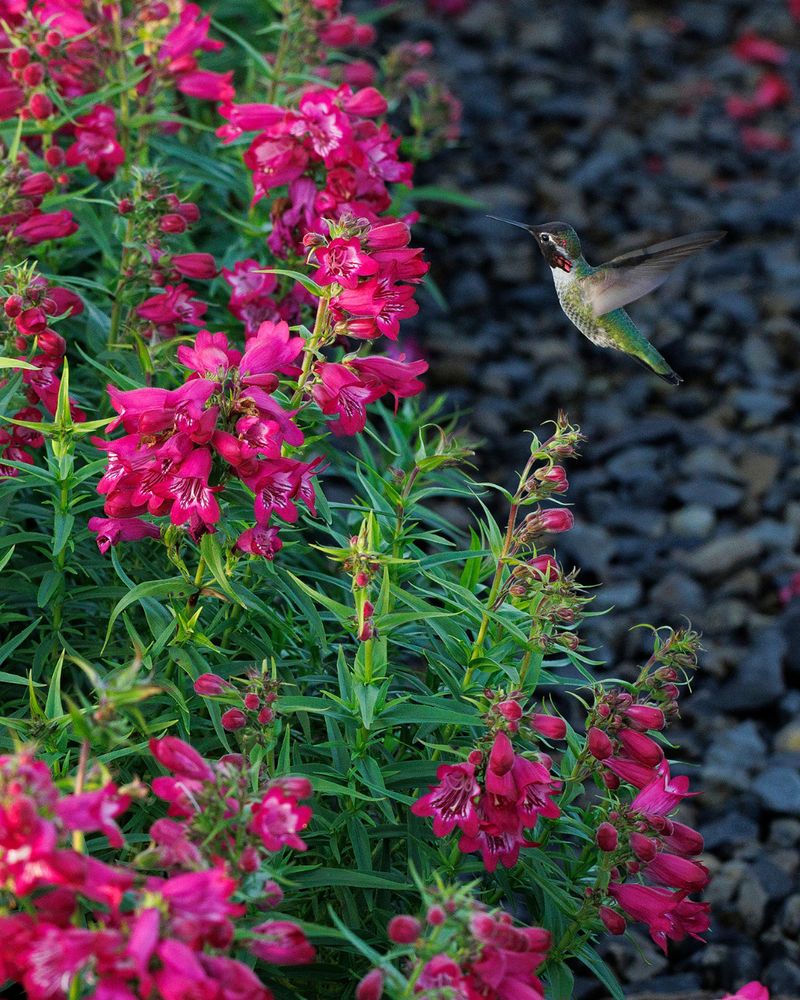 Hummingbird Havens