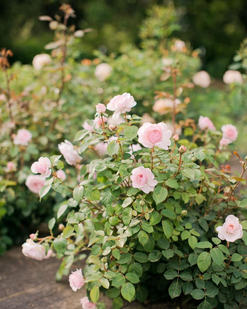 Extend Blooming Seasons