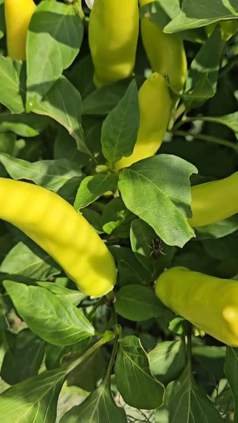Hungarian Wax - The Pickle Perfect Pepper