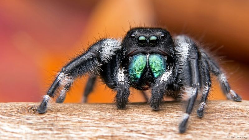 Jumping Spiders