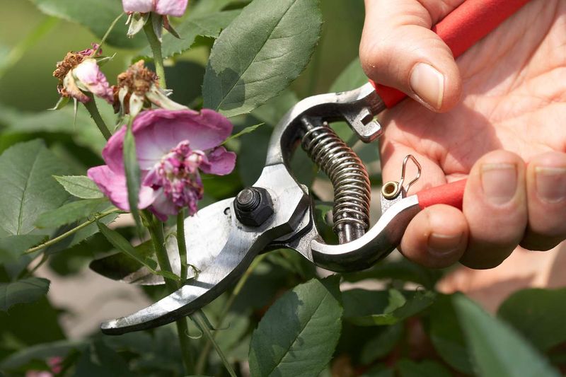 Deadheading Basics Matter