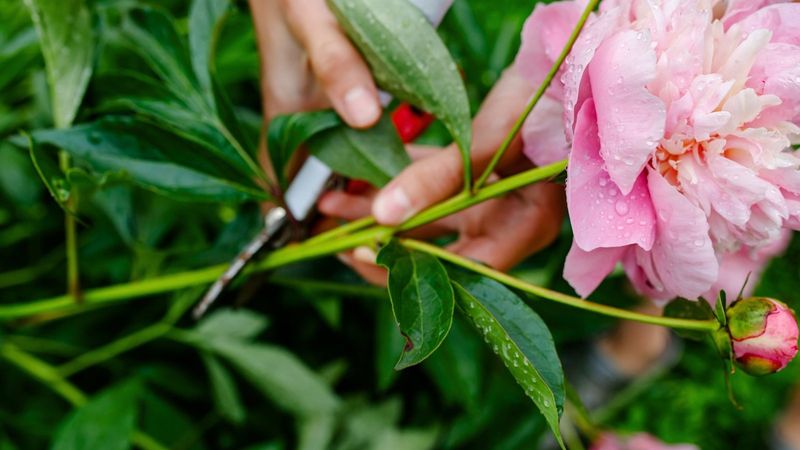 1. Understanding What Deadheading Actually Means