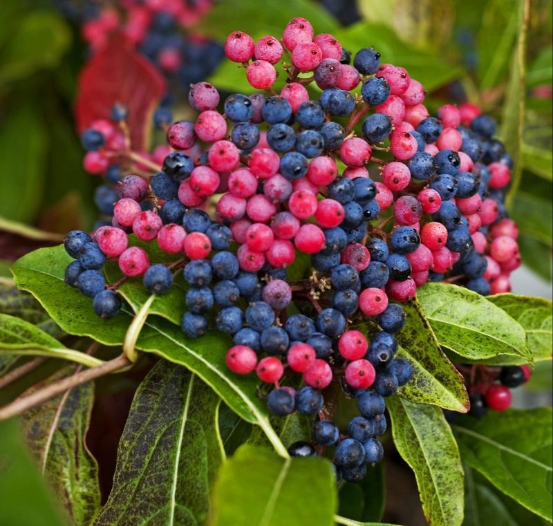 1. Natural Berry Production Depends On It