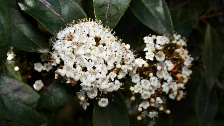 viburnum flowers