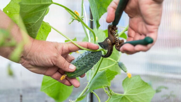 gardener prunes a cucumber plant