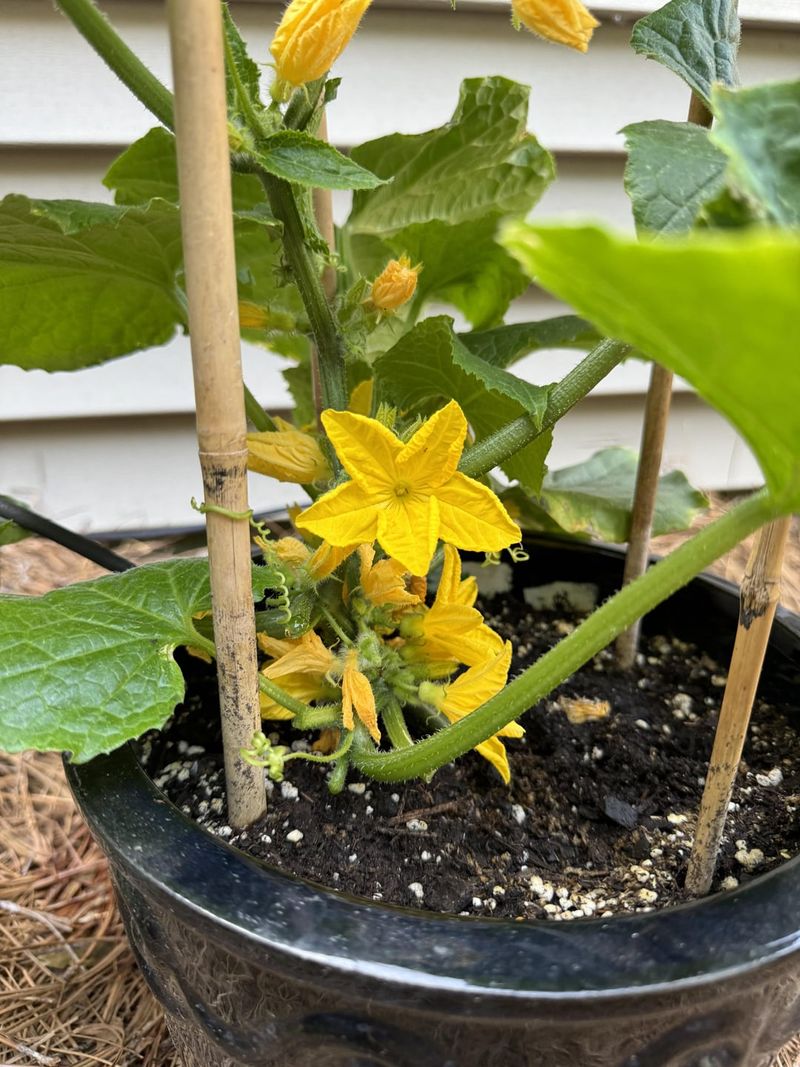 Yes, Pruning Is Beneficial