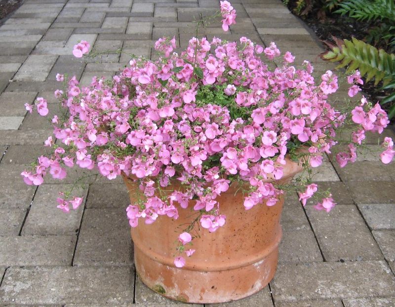 Graceful Diascia