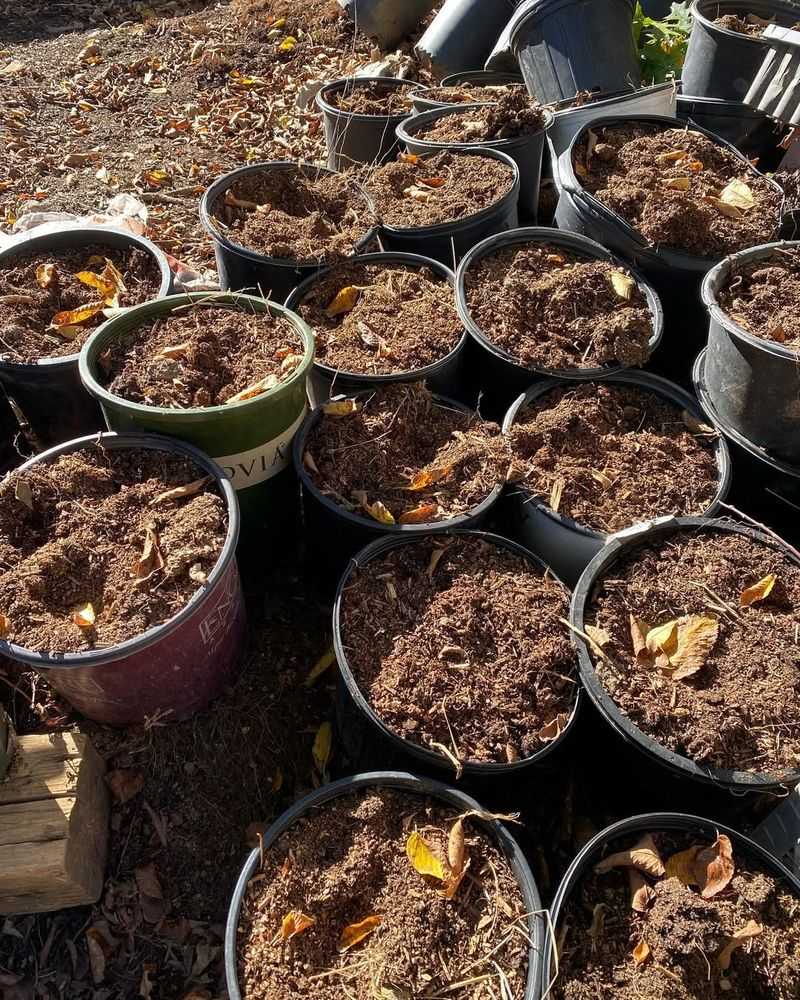 Composted Manure