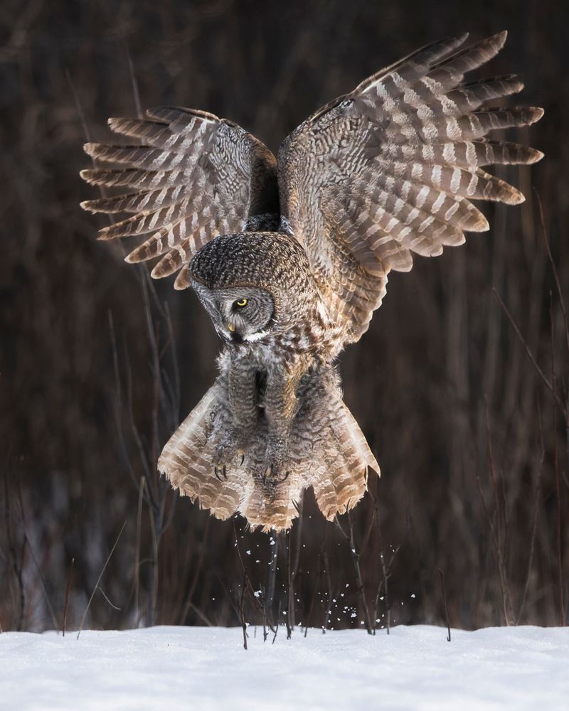Owls