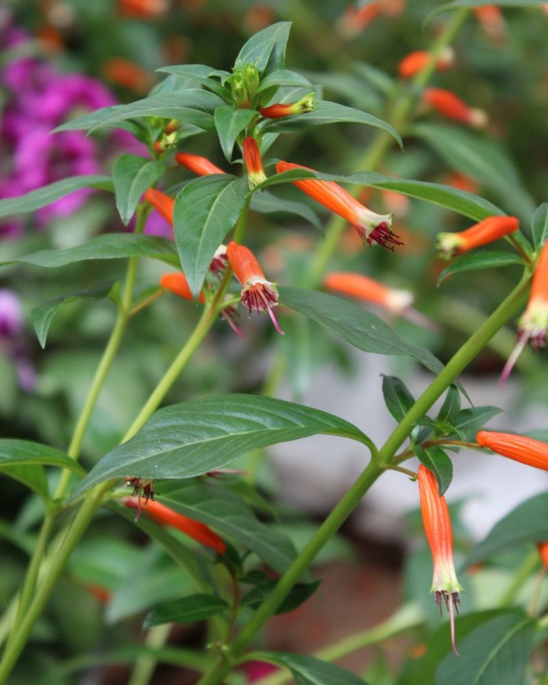 Cigar Plant