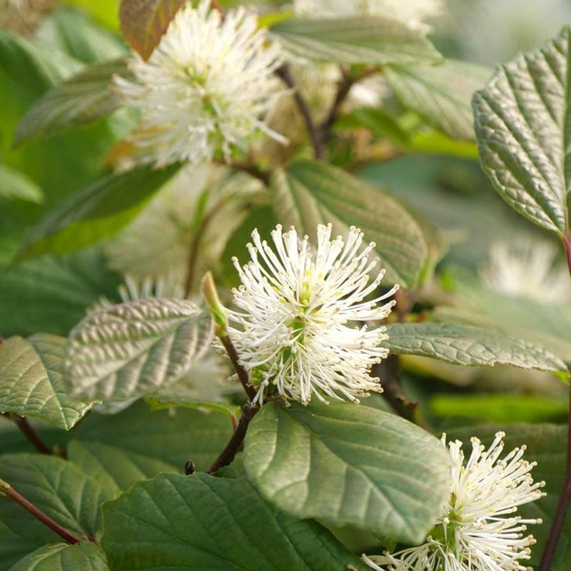 Dwarf Fothergilla (Fothergilla gardenii)