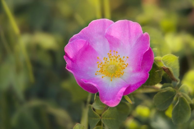 Sweetbriar Rose (Rosa rubiginosa)