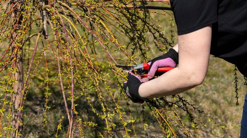 Remove Lower Leaves And Branches