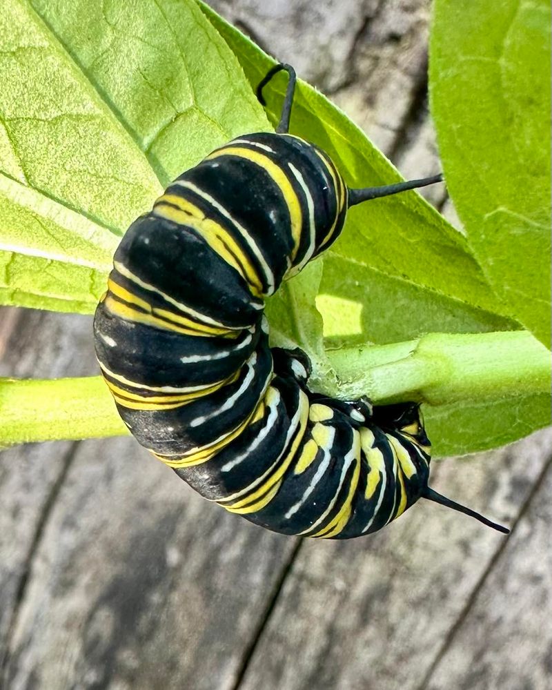 Grow Host Plants for Caterpillars