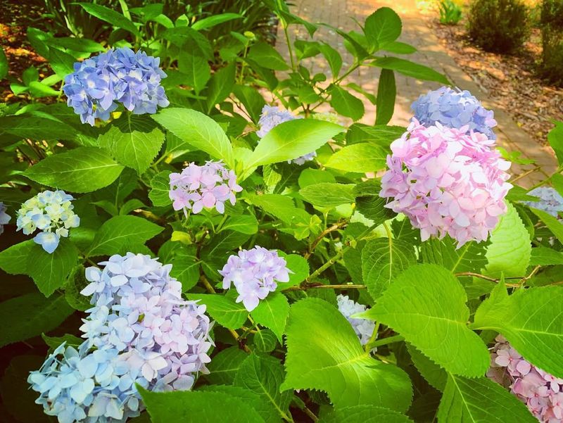 Crowding Hydrangeas Together