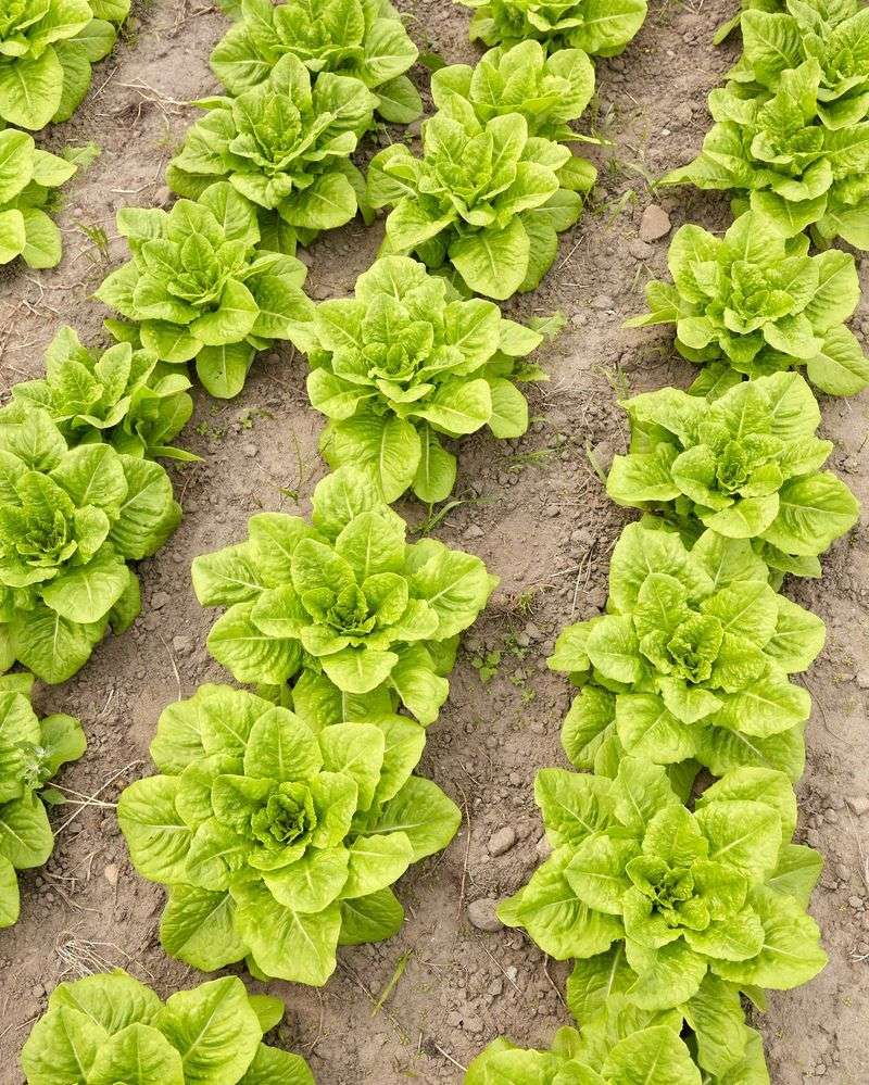 Forgetting Succession Planting