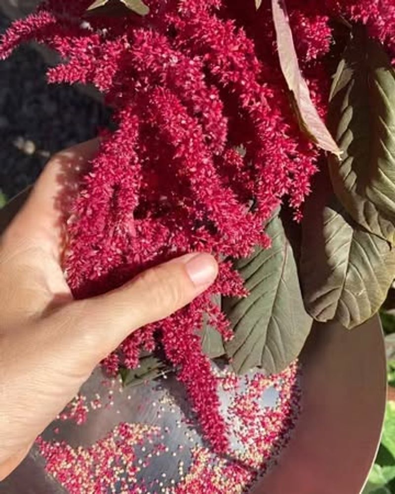 Love-Lies-Bleeding