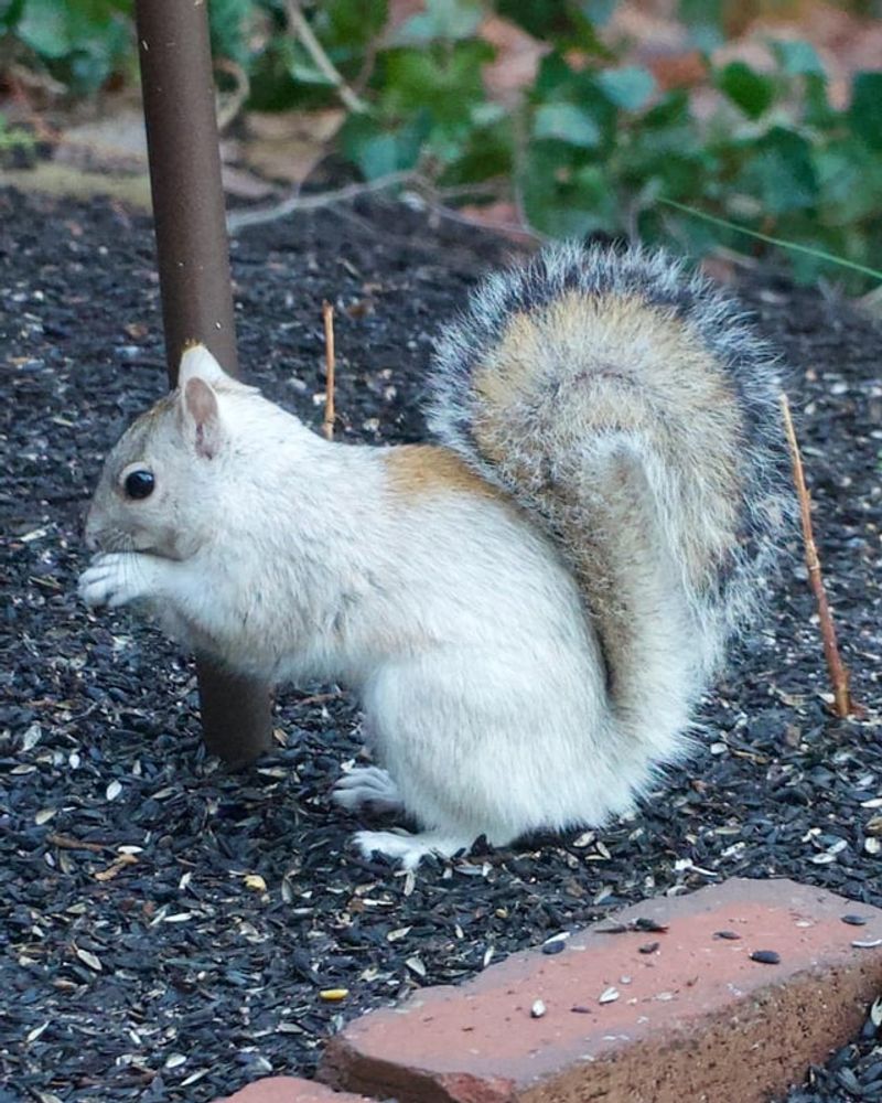 Squirrels: Acrobatic Opportunists