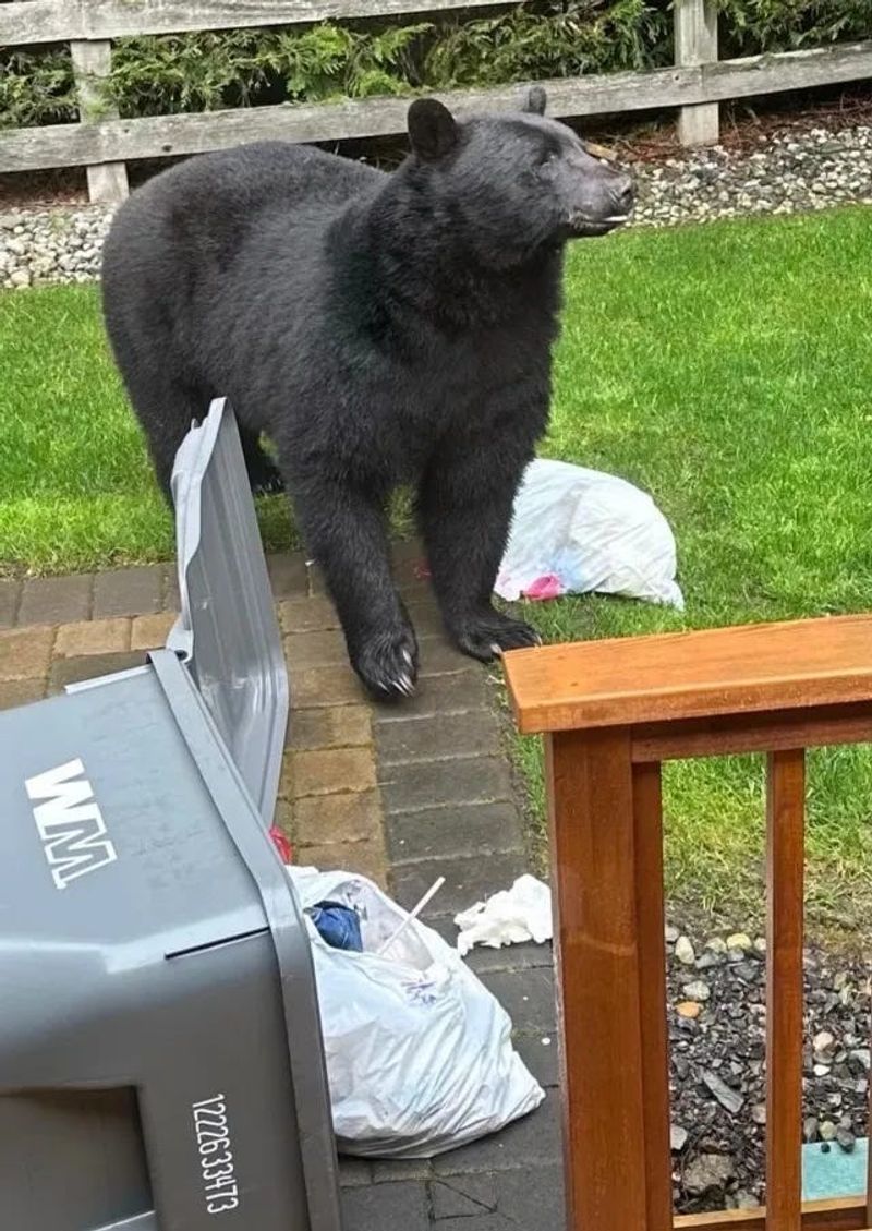 Black Bears