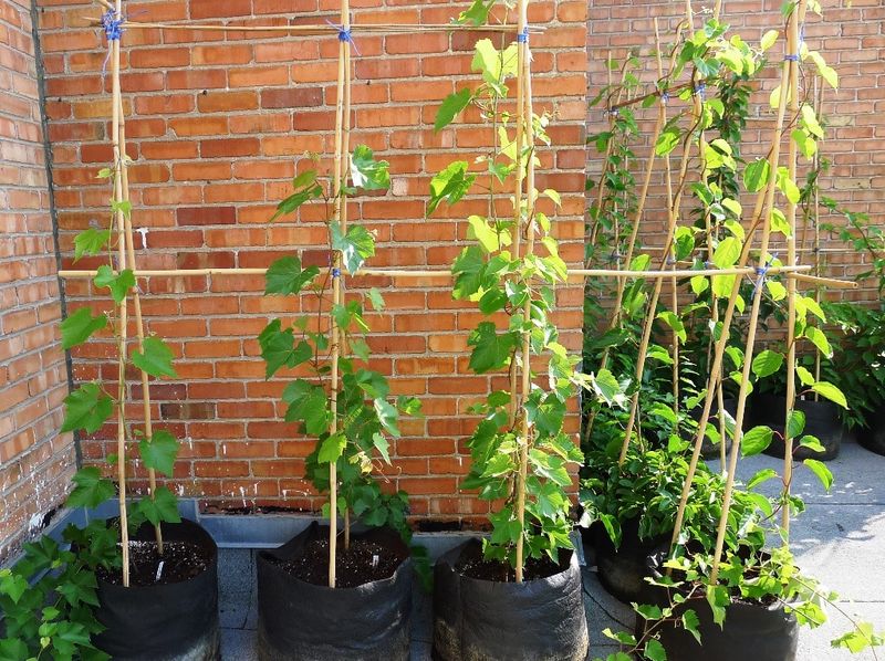 Bamboo Trellis Support