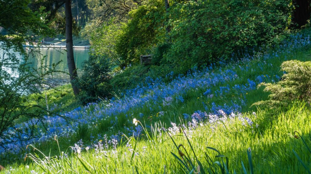 Sloped South-Facing Wildflower Banks
