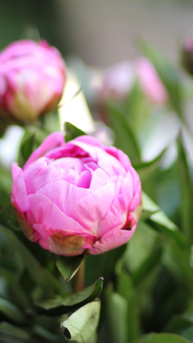 Cut Flower Secrets