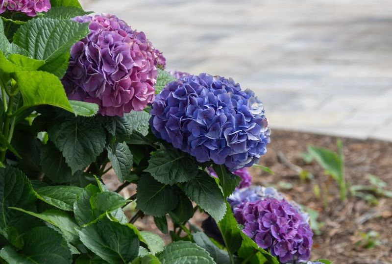 Mulch Integration Extends Moisture Retention