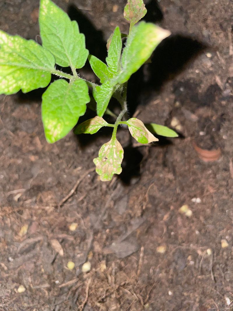 Increased Vulnerability To Disease