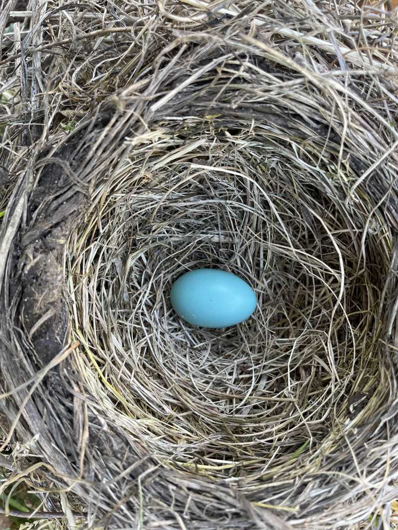 Bird Nesting Material