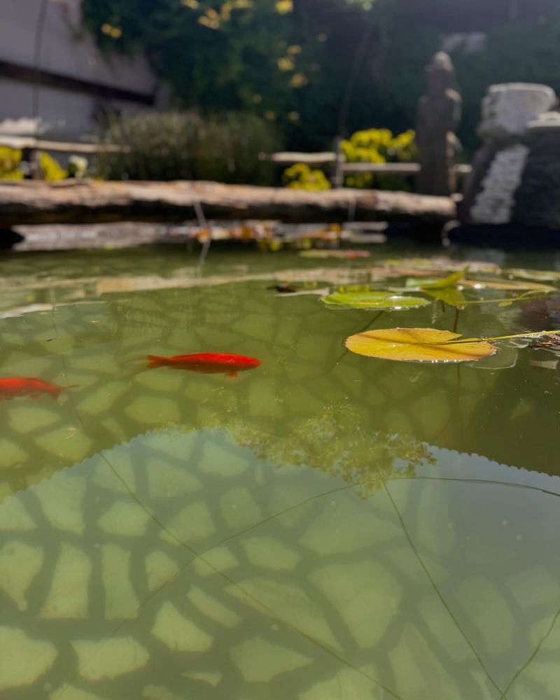 Fish Ponds