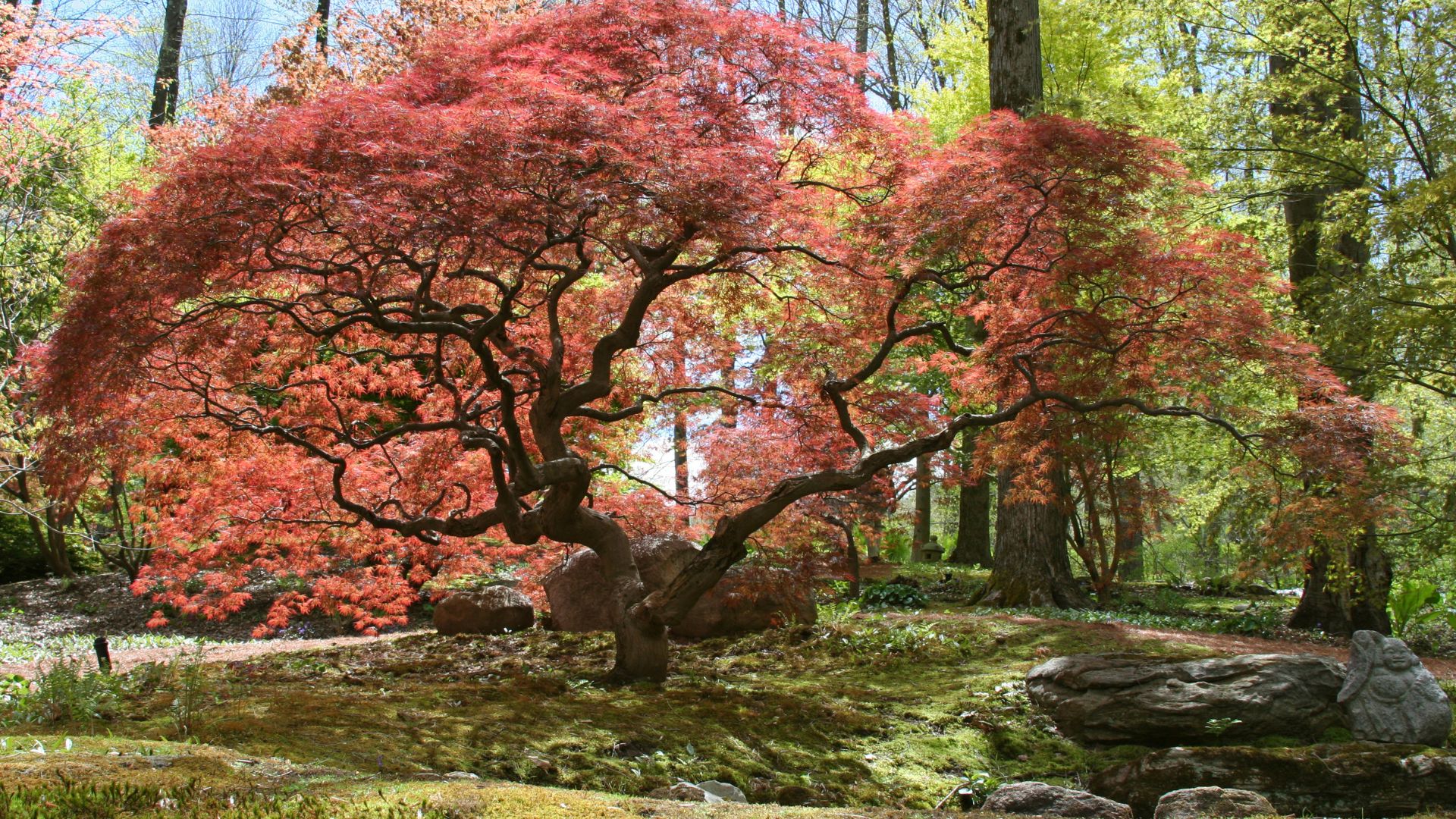 japanese maple