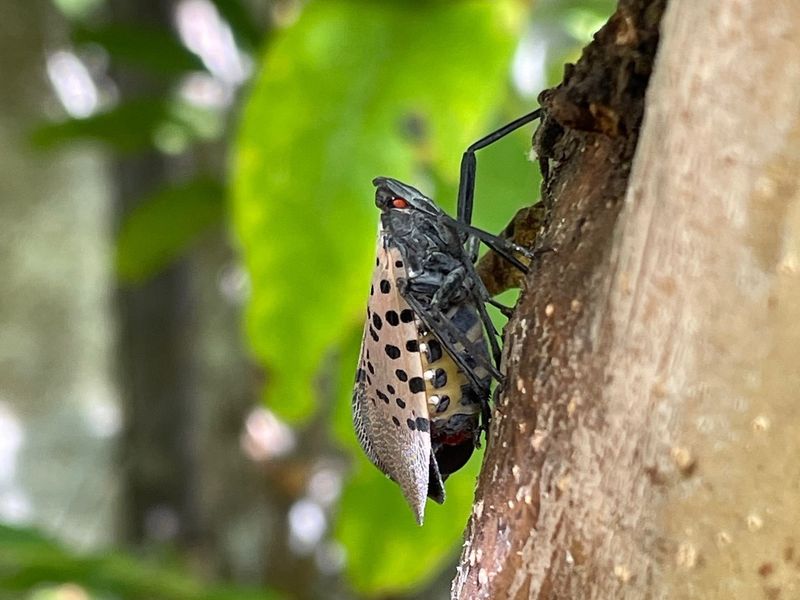 Harbors Destructive Pests
