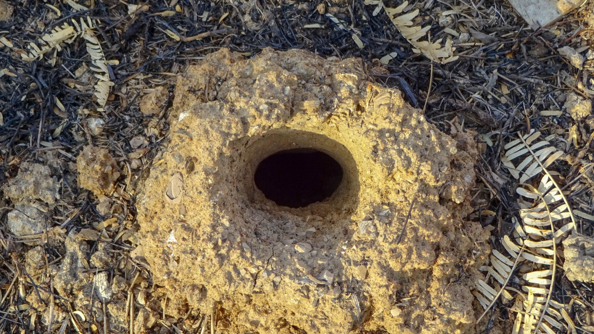 snake hole in yard