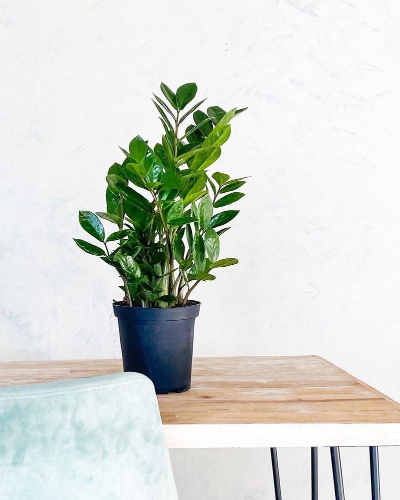 ZZ Plant