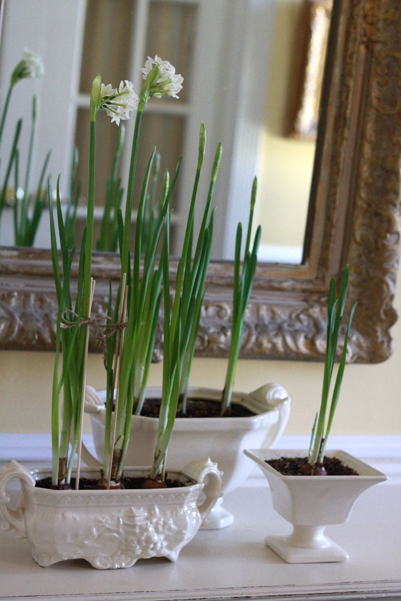 Paperwhite Narcissus