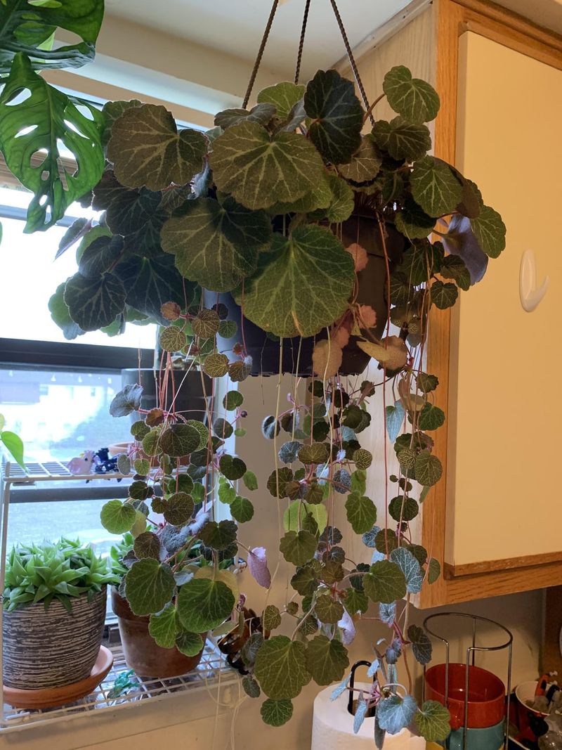 Strawberry Begonia