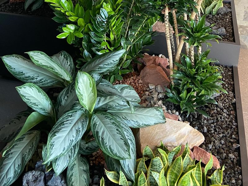 ZZ Plant (Zamioculcas zamiifolia)