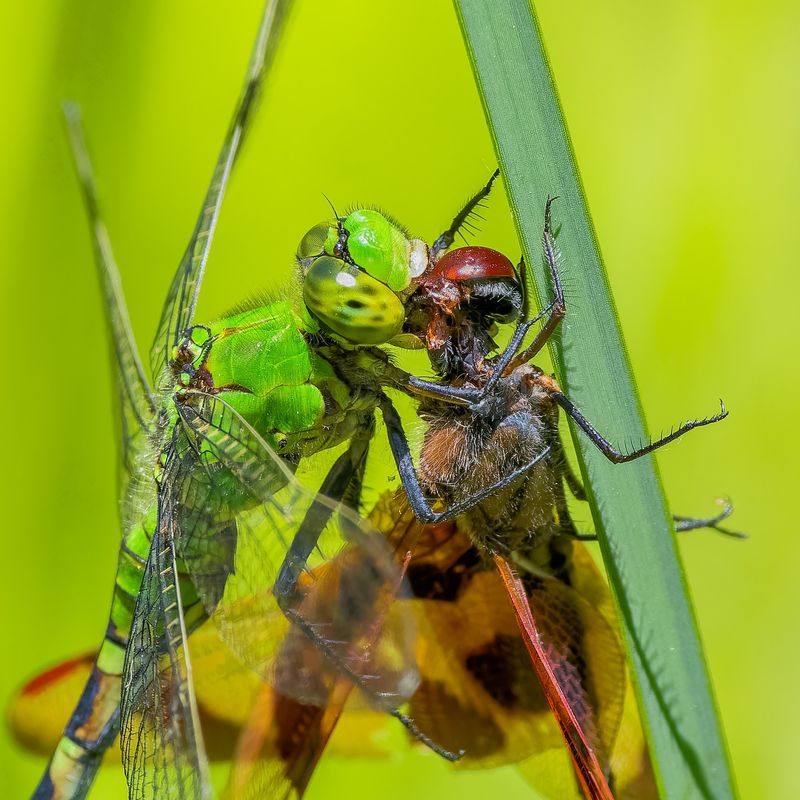 Dragonflies