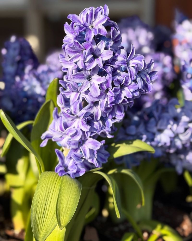 Hyacinths
