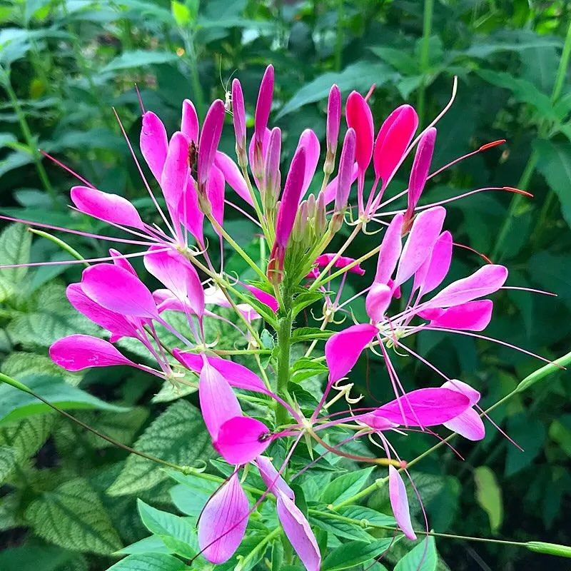 Cleome (Spider Flower)