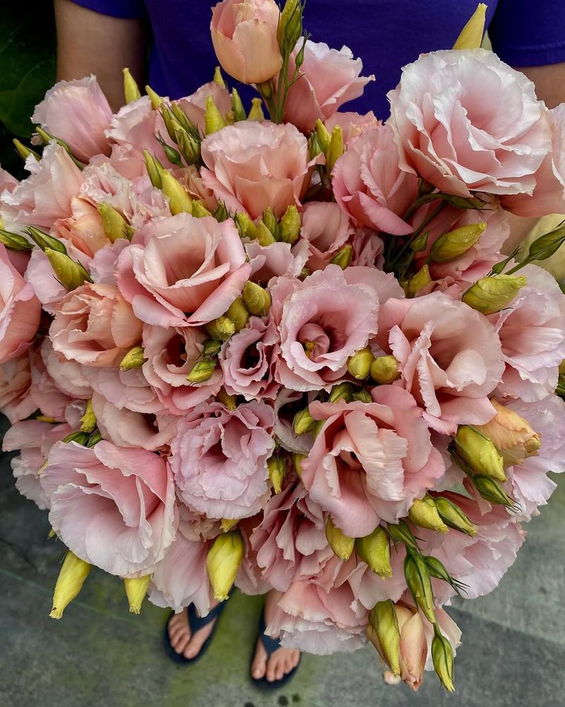 Lisianthus