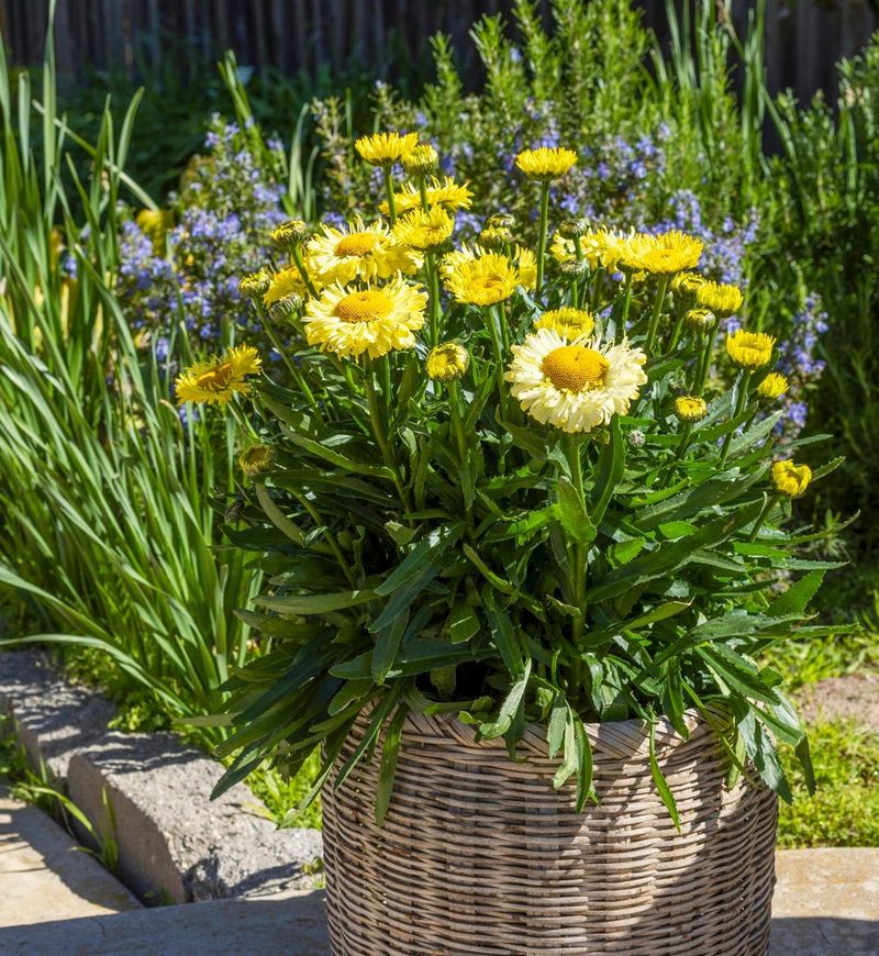 Daisies: Childhood Classics