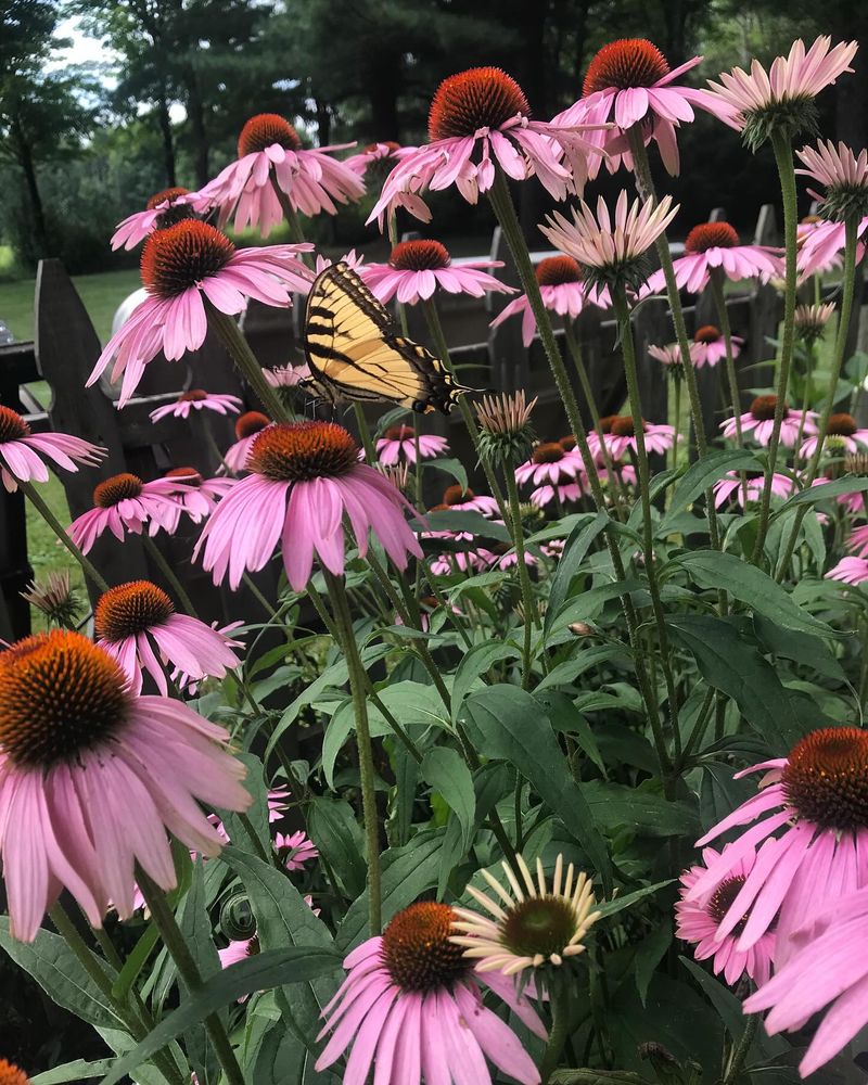 Trim Echinacea for Extended Pollinator Support