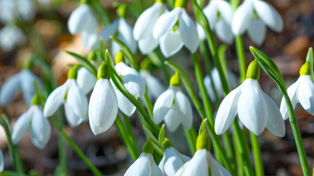 snowdrop flowers